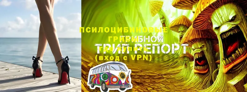 Галлюциногенные грибы GOLDEN TEACHER  где можно купить наркотик  Армянск 